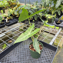 Load image into Gallery viewer, Alocasia Longiloba, Lowii, Argyreia exact plant, Fedex 2day*
