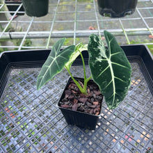 Load image into Gallery viewer, Alocasia Frydek, Exact Plant Variegated

