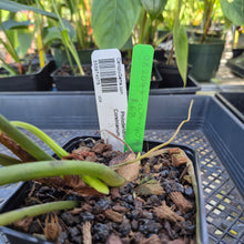 Load image into Gallery viewer, Philodendron Corsinianum, Exact Plant Ships Nationwide
