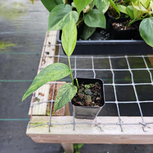 Load image into Gallery viewer, Epipremnum Pinnatum Tricolor Mint Variegated 2.5&quot; Pot, Fedex 2 day*
