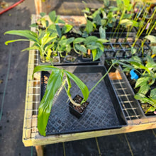 Load image into Gallery viewer, Philodendron Holtonianum, Exact Plant Ships Nationwide
