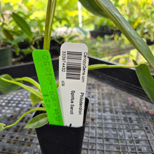Load image into Gallery viewer, Philodendron Spiritus Sancti, Exact Plant Ships Nationwide

