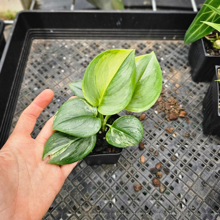 Scindapsus Rubicon, Exact Plant Variegated Ships Nationwide