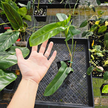 Load image into Gallery viewer, Philodendron Jerry Horne, Exact Plant Ships Nationwide
