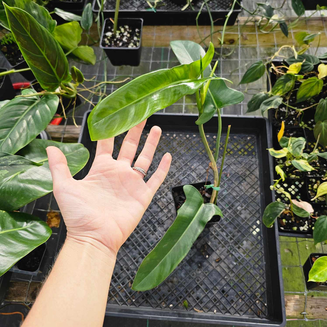 Philodendron Jerry Horne, Exact Plant Ships Nationwide