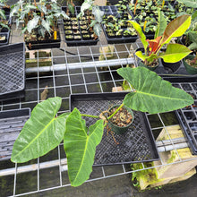 Load image into Gallery viewer, Philodendron Maximum exact plant, Fedex 2day

