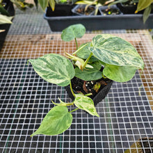 Load image into Gallery viewer, Philodendron Hederaceum Heart leaf, Exact Plant 2 plant pot Ships Nationwide
