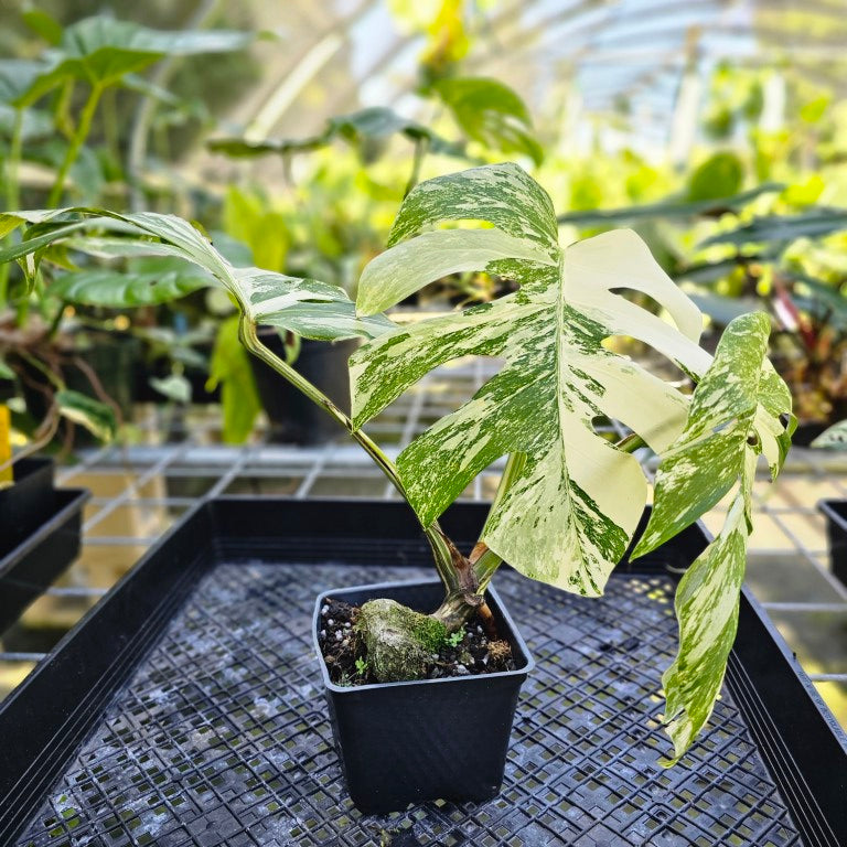 Monstera Borsigiana Albo Deliciosa, Exact Plant Variegated