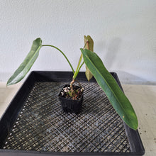 Load image into Gallery viewer, Philodendron Spiritus Sancti exact plant, Fedex 2day*
