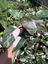 Load image into Gallery viewer, Philodendron Red Anderson Variegated 2.5" pot, Fedex 2day*
