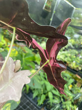 Load image into Gallery viewer, Alocasia Nobilis Pink variegated 2.5" pot, Fedex 2day*
