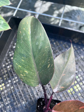 Load image into Gallery viewer, Philodendron Orange Princess, Exact Plant Variegated Ships Nationwide
