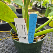 Load image into Gallery viewer, Philodendron Giant Orlando, Exact Plant Ships Nationwide
