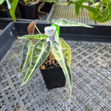 Load image into Gallery viewer, Alocasia Bambino, Exact Plant Variegated Ships Nationwide
