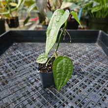 Load image into Gallery viewer, Anthurium Sp. Limon, Exact Plant Ships Nationwide
