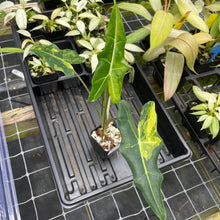 Load image into Gallery viewer, Alocasia Sarian aurea variegated 2.5" pot, Fedex 2day*
