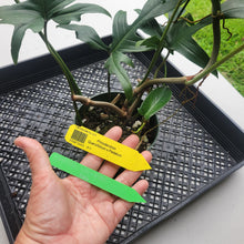 Load image into Gallery viewer, Philodendron Quercifolium x Pedatum, Exact Plant Ships Nationwide
