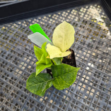 Load image into Gallery viewer, Zamioculcas Zamiifolia Wild Form ZZ, Exact Plant Variegated Ships Nationwide
