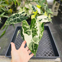 Load image into Gallery viewer, Alocasia Frydek, Exact Plant Variegated Triple plant Ships Nationwide
