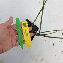 Load image into Gallery viewer, Philodendron Longilobatum Lelano Miyano, Exact Plant Ships Nationwide
