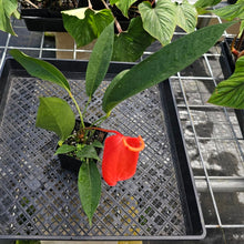 Load image into Gallery viewer, Anthurium Sherzerianum &quot;Pig Tail&quot;, Exact Plant Ships Nationwide
