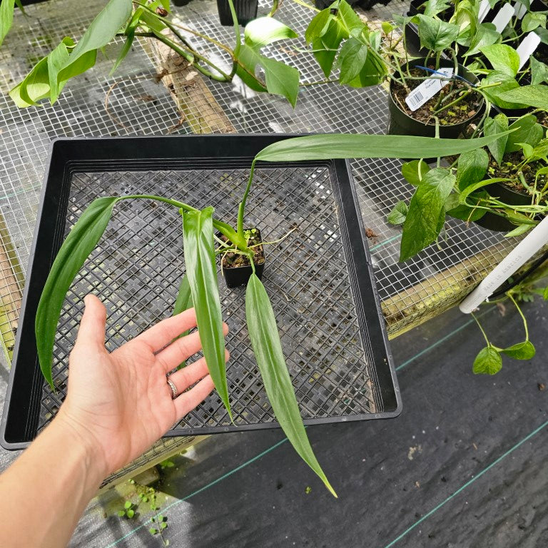 Philodendron Holtonianum, Exact Plant Ships Nationwide