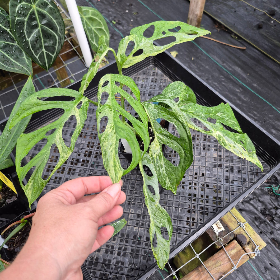 Monstera Adansonii Mint 