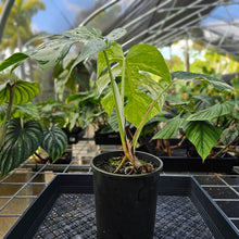 Load image into Gallery viewer, Monstera Borsigiana Albo Deliciosa, Exact Plant Variegated Ships Nationwide
