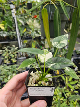 Load image into Gallery viewer, Alocasia Sinuata Albo Variegated 2.5" pot, Fedex 2day*
