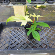 Load image into Gallery viewer, Philodendron Florida Ghost, Exact Plant Ships Nationwide
