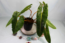 Load image into Gallery viewer, Philodendron Billietiae Exact Plant
