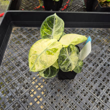 Load image into Gallery viewer, Alocasia Ninja, Exact Plant Variegated Ships Nationwide
