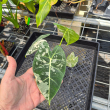 Load image into Gallery viewer, Alocasia Frydek, Exact Plant Variegated Ships Nationwide
