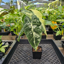 Load image into Gallery viewer, Alocasia Frydek, Exact Plant Variegated Ships Nationwide
