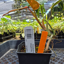 Load image into Gallery viewer, Philodendron Whipple Way, Exact Plant Variegated Ships Nationwide
