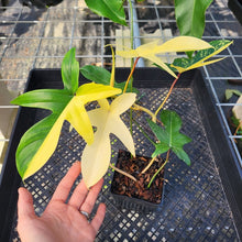 Load image into Gallery viewer, Philodendron Florida Beauty, Exact Plant Variegated Ships Nationwide
