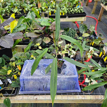 Load image into Gallery viewer, Philodendron Bicolor, Exact Plant Ships Nationwide

