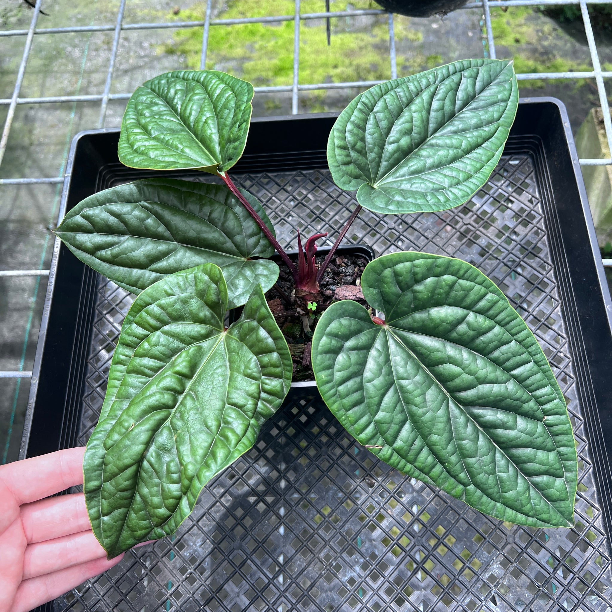 Anthurium – Canopy Gems