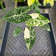 Load image into Gallery viewer, Alocasia Frydek, Exact Plant Variegated Ships Nationwide
