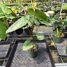 Load image into Gallery viewer, Philodendron Sodiroi True Form exact plant, Fedex 2day*
