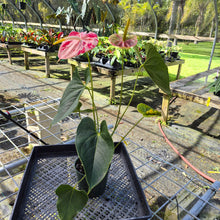 Load image into Gallery viewer, Anthurium Shibori, Exact Plant Variegated

