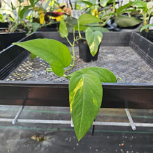 Load image into Gallery viewer, Epipremnum Pinnatum Yellow Flame, Exact Plant Variegated Ships Nationwide
