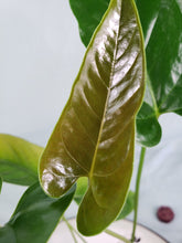 Load image into Gallery viewer, Anthurium Cupulispathum X Pedatum 4&quot; pot,, Fedex 2 day*

