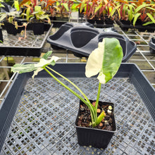Load image into Gallery viewer, Alocasia Odora, Okinawa Silver, Exact Plant Variegated Ships Nationwide
