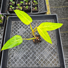 Load image into Gallery viewer, Philodendron Goldiana, Exact Plant Ships Nationwide
