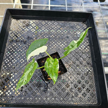 Load image into Gallery viewer, Alocasia Odora, Okinawa Silver, Exact Plant Variegated
