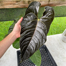 Load image into Gallery viewer, Anthurium Moodeanum x Veitchii, exact plant, Fedex 2day*
