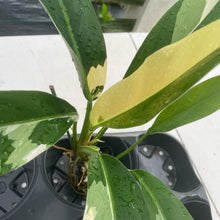 Load image into Gallery viewer, Philodendron Wend Imbe Variegated exact plant, Fedex 2day*
