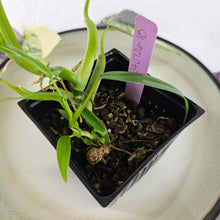 Load image into Gallery viewer, Philodendron Domesticum, Exact Plant Variegated Ships Nationwide
