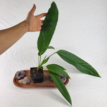 Load image into Gallery viewer, Anthurium Spectabile, Exact Plant Ships Nationwide
